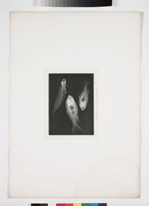 Radiologie diagnostique, radiographies Radiographie de poisson - John Pardon