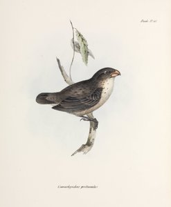 Pinson, vers 1832-1836