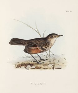 Gobemouche, vers 1832-1836