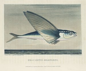 Poisson volant - John Pardon