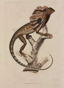 Lézard à collerette