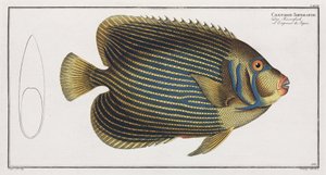 Poisson-ange impérial