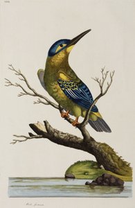 Martin-pêcheur