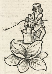 Homme médiéval utilisant un pilon et un mortier pour écraser des plantes - John Pardon