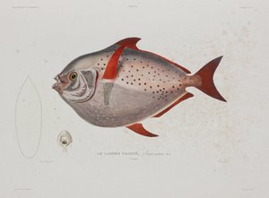 Poisson-lune, Islande, début du 19e siècle - John Pardon