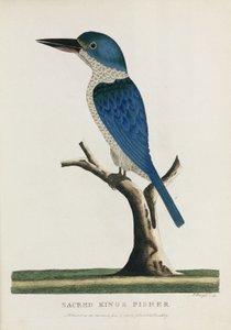 Martin-pêcheur sacré, Australie, c 1788 - John Pardon