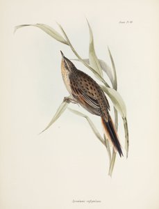 Synallaxe, Amérique du Sud, vers 1832-1836