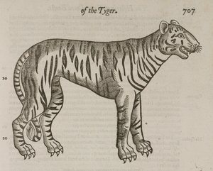 Le Tigre