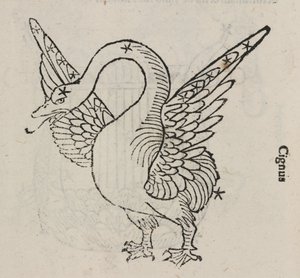 La constellation du Cygne - John Pardon