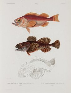 Deux types de poissons, Islande, début du 19e siècle