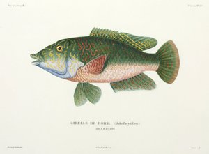 Type de labre, Tahiti - John Pardon