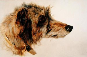 Tête de chien