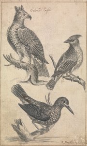 Aigle couronné et deux oiseaux - Richard Brookes