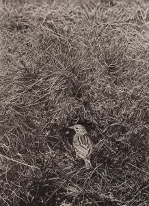 Pipit des prés - Richard and Cherry Kearton