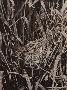Phragmite des joncs sur le nid - Richard and Cherry Kearton