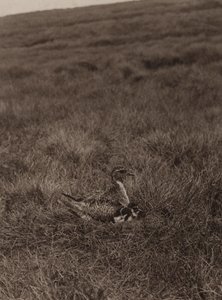 Pluvier doré couvrant ses poussins - Richard and Cherry Kearton