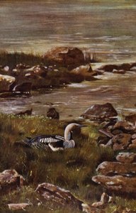 Plongeon arctique - Richard and Cherry Kearton