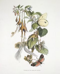 Festin et amusement parmi les fuchsias - Richard Doyle