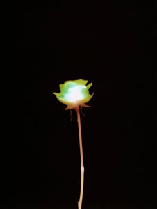 Sans titre, 2007 - Richard Green