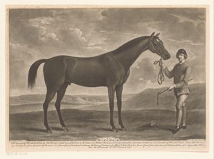 Cheval de course avec jockey