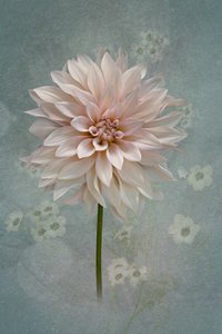 Fleur de dahlia rose pâle