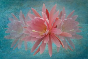 Fleur rose de rêve - Richard Urbanski