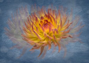 Flux « Dahlia doré » - Richard Urbanski