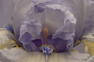 Iris lavande pâle - Richard Urbanski