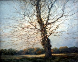 Arbre ensoleillé