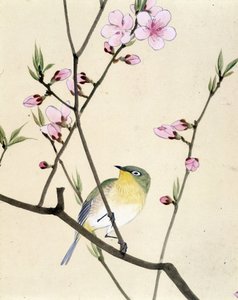 Oiseau - dessin japonais par Riou Chim, fin du 19e siècle