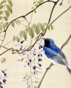 Oiseau - dessin japonais par Riou Chim, fin du XIXe siècle - Riu Chim