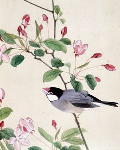 Oiseau - dessin japonais par Riou Chim, fin du XIXe siècle - Riu Chim