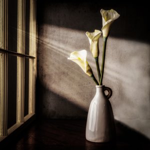 Lumière de fenêtre « Calla Lilies »