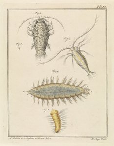 Porcellionide, copépode et ver à soies - Robbert Muys