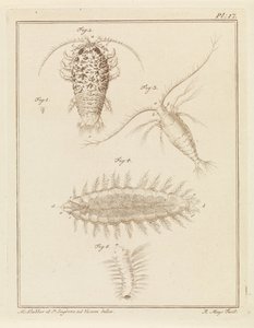Cloporte agate, copépode et ver brosse - Robbert Muys