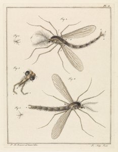 Moustique à plumes - Robbert Muys
