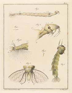 Larve de chironome