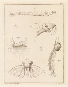 Larve de moustique plumeux