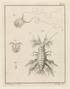 Petite méduse et amphipode - Robbert Muys