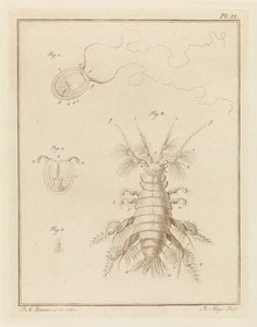 Petite méduse et un amphipode - Robbert Muys