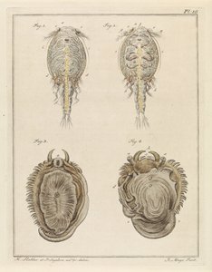 Crustacé et mollusque - Robbert Muys