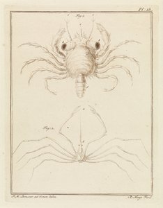 Crabe de plage et une espèce de crabe flèche