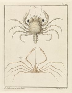 Crabe de plage et une espèce de crabe flèche