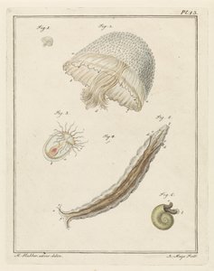 Divers animaux marins