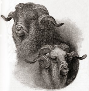 Tête de bélier mérinos comparée avant et après la tonte, tiré de The Century Illustrated Monthly Magazine, publié en 1884