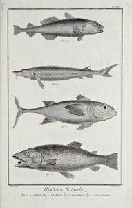 Morue, thon, saumon et esturgeon, illustration du 