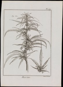 Diagramme marin de fleurs, c.1810 - Robert Benard