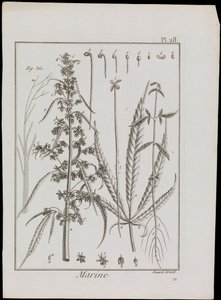 Diagramme marin de fleurs, vers 1810 - Robert Benard