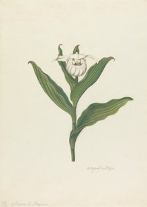 Sabot de la Vierge (Cypripedium Canadense, Calceolus Maria) - Robert Blyth