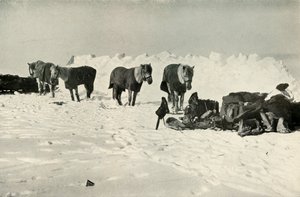 Poneys derrière leur abri dans le camp sur la barrière, 1911 - Robert Falcon Scott